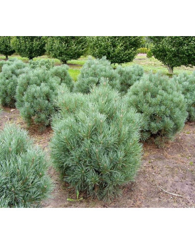 Сосна звичайна Ватерері | Сосна обыкновенная Ватерери | Pinus sylvestris Watereri