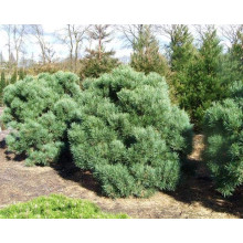 Сосна звичайна Ватерері | Сосна обыкновенная Ватерери | Pinus sylvestris Watereri