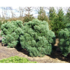 Сосна звичайна Ватерері | Сосна обыкновенная Ватерери | Pinus sylvestris Watereri