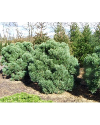 Сосна звичайна Ватерері | Сосна обыкновенная Ватерери | Pinus sylvestris Watereri