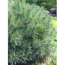 Сосна звичайна Ватерері | Сосна обыкновенная Ватерери | Pinus sylvestris Watereri