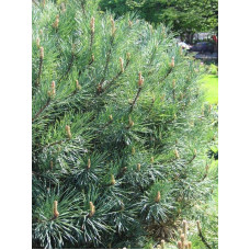 Сосна звичайна Ватерері | Сосна обыкновенная Ватерери | Pinus sylvestris Watereri