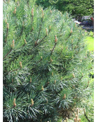 Сосна звичайна Ватерері | Сосна обыкновенная Ватерери | Pinus sylvestris Watereri