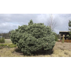 Сосна звичайна Ватерері | Сосна обыкновенная Ватерери | Pinus sylvestris Watereri