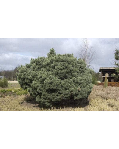 Сосна звичайна Ватерері | Сосна обыкновенная Ватерери | Pinus sylvestris Watereri