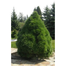 Сосна звичайна Глобоза Вiрiдiз | Сосна обыкновенная Глобоза Виридиз | Pinus sylvestris Globosa Viridis