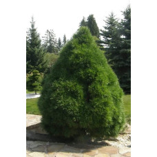 Сосна звичайна Глобоза Вiрiдiз | Сосна обыкновенная Глобоза Виридиз | Pinus sylvestris Globosa Viridis
