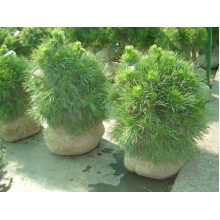 Сосна звичайна Глобоза Вiрiдiз | Сосна обыкновенная Глобоза Виридиз | Pinus sylvestris Globosa Viridis