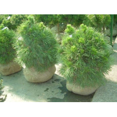 Сосна звичайна Глобоза Вiрiдiз | Сосна обыкновенная Глобоза Виридиз | Pinus sylvestris Globosa Viridis