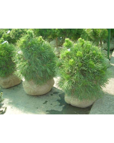 Сосна звичайна Глобоза Вiрiдiз | Сосна обыкновенная Глобоза Виридиз | Pinus sylvestris Globosa Viridis