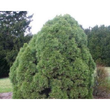Сосна звичайна Глобоза Вiрiдiз | Сосна обыкновенная Глобоза Виридиз | Pinus sylvestris Globosa Viridis