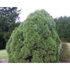 Сосна звичайна Глобоза Вiрiдiз | Сосна обыкновенная Глобоза Виридиз | Pinus sylvestris Globosa Viridis