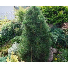 Сосна звичайна Глобоза Вiрiдiз | Сосна обыкновенная Глобоза Виридиз | Pinus sylvestris Globosa Viridis