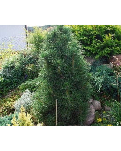 Сосна звичайна Глобоза Вiрiдiз | Сосна обыкновенная Глобоза Виридиз | Pinus sylvestris Globosa Viridis