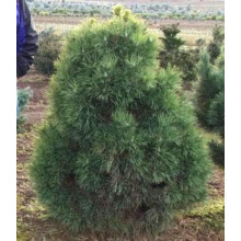 Сосна звичайна Глобоза Вiрiдiз | Сосна обыкновенная Глобоза Виридиз | Pinus sylvestris Globosa Viridis