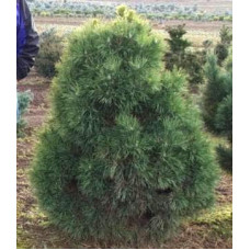 Сосна звичайна Глобоза Вiрiдiз | Сосна обыкновенная Глобоза Виридиз | Pinus sylvestris Globosa Viridis