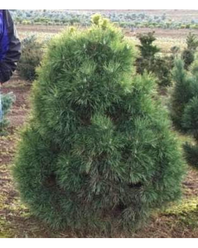Сосна звичайна Глобоза Вiрiдiз | Сосна обыкновенная Глобоза Виридиз | Pinus sylvestris Globosa Viridis