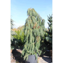 Сосна звичайна Пендула | Pinus sylvestris Pendula | Сосна обыкновенная Пендула