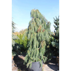 Сосна звичайна Пендула | Pinus sylvestris Pendula | Сосна обыкновенная Пендула