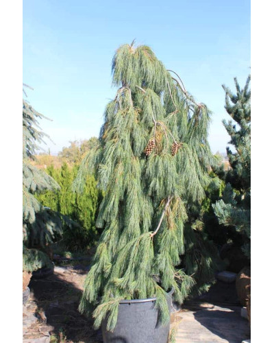 Сосна звичайна Пендула | Pinus sylvestris Pendula | Сосна обыкновенная Пендула