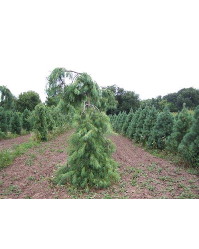 Сосна звичайна Пендула | Pinus sylvestris Pendula | Сосна обыкновенная Пендула