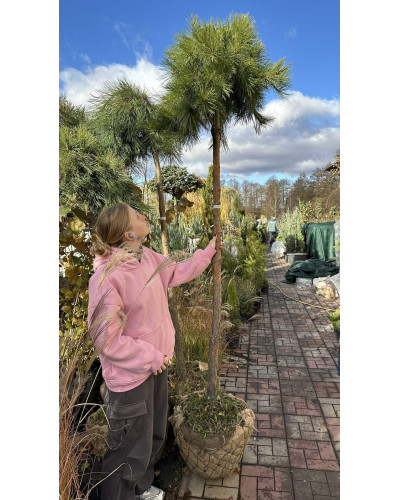 Сосна звичайна Пендула | Pinus sylvestris Pendula | Сосна обыкновенная Пендула