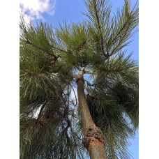 Сосна звичайна Пендула | Pinus sylvestris Pendula | Сосна обыкновенная Пендула