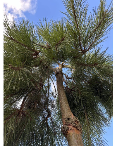 Сосна звичайна Пендула | Pinus sylvestris Pendula | Сосна обыкновенная Пендула