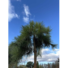 Сосна звичайна Пендула | Pinus sylvestris Pendula | Сосна обыкновенная Пендула