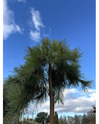 Сосна звичайна Пендула | Pinus sylvestris Pendula | Сосна обыкновенная Пендула
