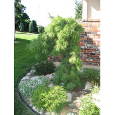 Сосна звичайна Пендула | Pinus sylvestris Pendula | Сосна обыкновенная Пендула
