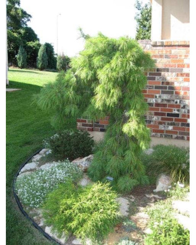 Сосна звичайна Пендула | Pinus sylvestris Pendula | Сосна обыкновенная Пендула