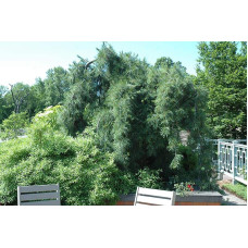 Сосна звичайна Пендула | Pinus sylvestris Pendula | Сосна обыкновенная Пендула
