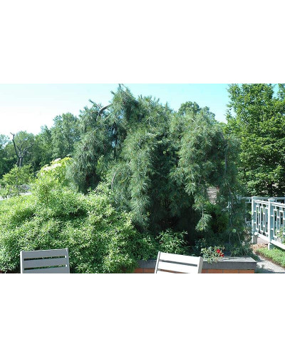 Сосна звичайна Пендула | Pinus sylvestris Pendula | Сосна обыкновенная Пендула
