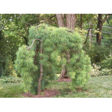Сосна звичайна Пендула | Pinus sylvestris Pendula | Сосна обыкновенная Пендула