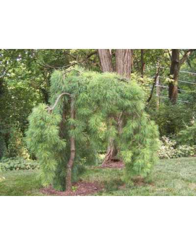 Сосна звичайна Пендула | Pinus sylvestris Pendula | Сосна обыкновенная Пендула