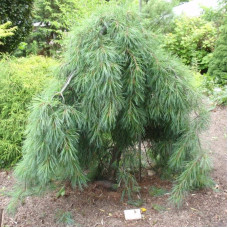 Сосна звичайна Пендула | Pinus sylvestris Pendula | Сосна обыкновенная Пендула