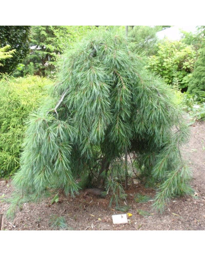 Сосна звичайна Пендула | Pinus sylvestris Pendula | Сосна обыкновенная Пендула
