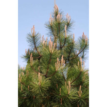 Сосна кримська | Сосна кримская | Pinus pallasiana