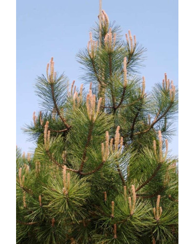 Сосна кримська | Сосна кримская | Pinus pallasiana