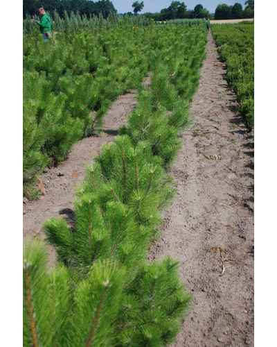 Сосна кримська | Сосна кримская | Pinus pallasiana