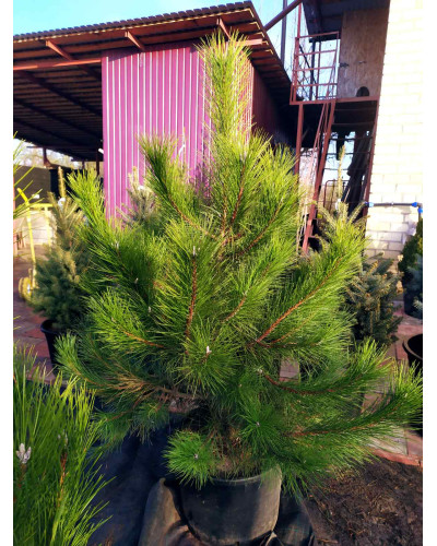 Сосна кримська | Сосна кримская | Pinus pallasiana