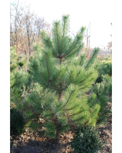 Сосна кримська | Сосна кримская | Pinus pallasiana