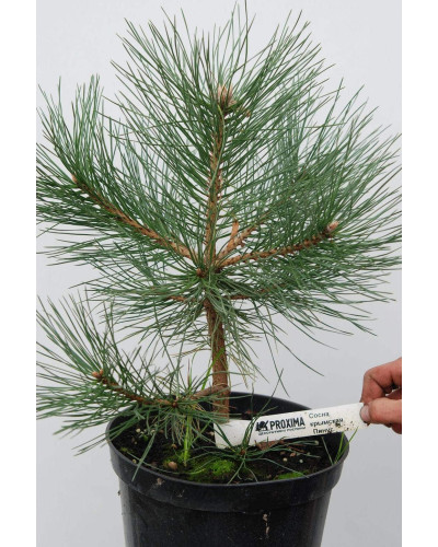Сосна кримська | Сосна кримская | Pinus pallasiana