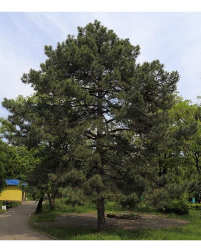 Сосна кримська | Сосна кримская | Pinus pallasiana