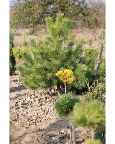 Сосна кримська | Сосна кримская | Pinus pallasiana
