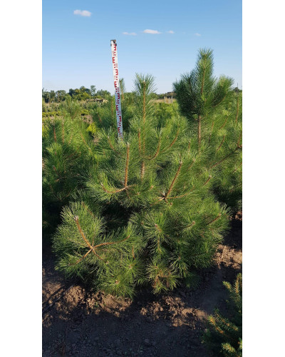 Сосна кримська | Сосна кримская | Pinus pallasiana
