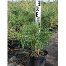 Сосна кримська | Сосна кримская | Pinus pallasiana