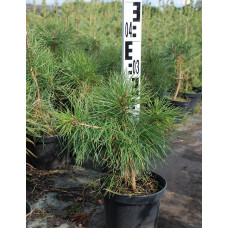 Сосна кримська | Сосна кримская | Pinus pallasiana