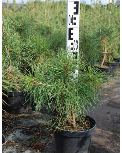 Сосна кримська | Сосна кримская | Pinus pallasiana